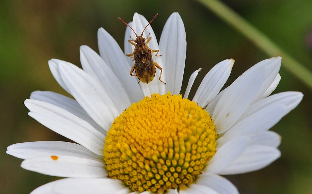 La vita in un fiore - seconda parte